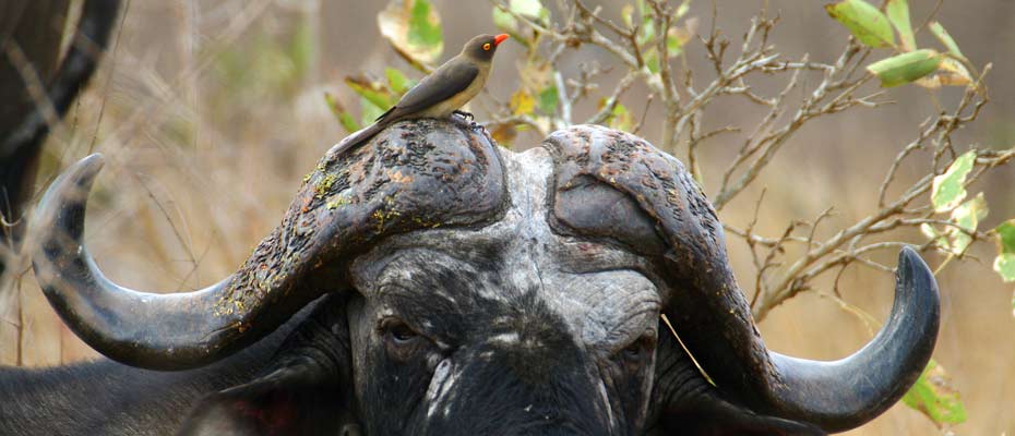 OSHANA Wildlife & Nature Photography