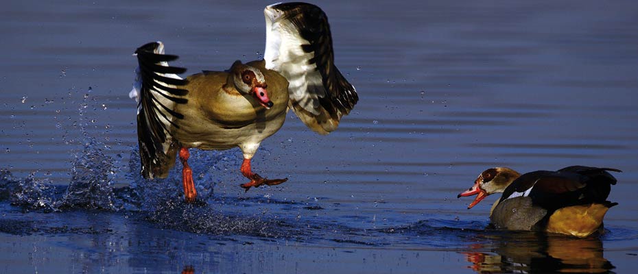 OSHANA Wildlife & Nature Photography