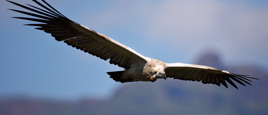 OSHANA Wildlife & Nature Photography