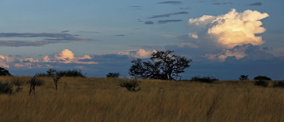 OSHANA Wildlife & Nature Photography