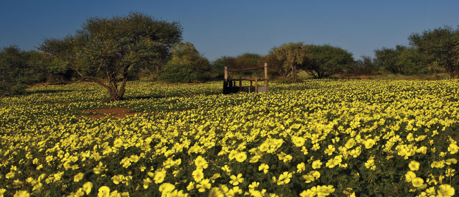 OSHANA Wildlife & Nature Photography