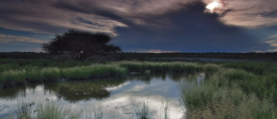 OSHANA Wildlife & Nature Photography