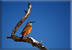 Rock thrush