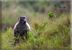 Chacma baboon