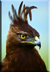 Long Crested eagle