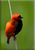 Red Bishop