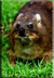 Rock Hyrax