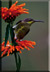 Female Greater Doublecollared sunbird