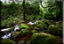 Yellowwood forest at Injisuthi