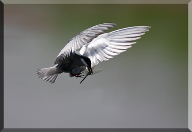 Oshana wildlife photography Tern