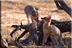 Cape fox cubs at play