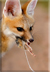 Cape fox eats elephant shrew