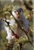 Pygmy falcon