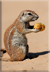 Ground squirrel with cucumber