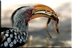 Hornbill with scorpion