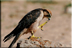 Lanner falcon talon