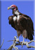 Lappet face vulture