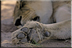 Lioness paw