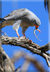 Pale chanting goshawk with sandsnake