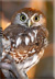 Pearl-spotted owl