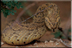 Defensive puff-adder