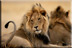 Freek the Kalahari lion (or is it Jan?)