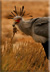 Secretary bird caught agama