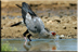 Secretary bird drinking