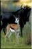 Springbok shadowed by blue wildebeest