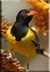 Black headed oriole