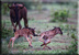 New-born wildebeest calves