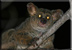 Greater galago