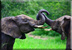 Young elephants