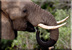 Young elephant drinking