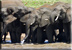 A herd of elephants drinking