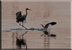 Goliath heron chasing an Egyptian goose