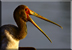 Nimmersat (Yellow billed stork)