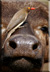 Red-billed Oxpecker on buffalo