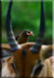 Red-billed Oxpecker gathering nesting material