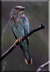 European Roller in rain