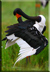 Saddle-billed stork