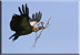 Nesting White-backed vulture