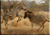 Zebra fighting