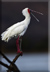 African Spoonbill