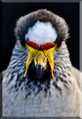 Oshana wildlife photography Pilansberg Plover