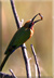 Whitefronted bee-eater