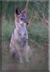 Black-backed jackal