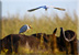 Cattle egret on buffalo