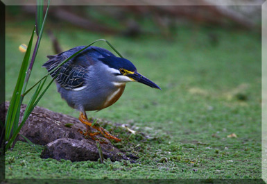 Oshana wildlife photography