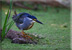 Greenback heron